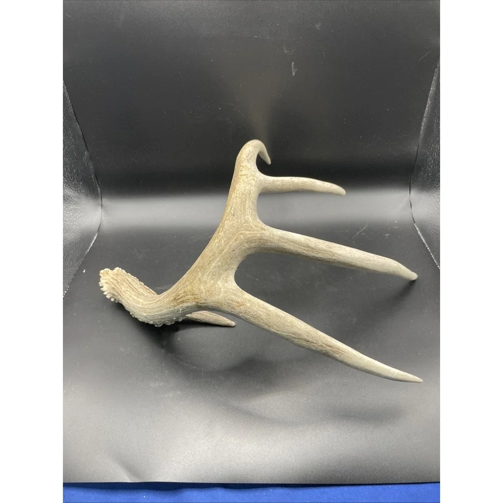 Wild Whitetail Deer Shed 5pt Unique Antler